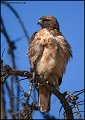 _0SB3786 red-tailed hawk